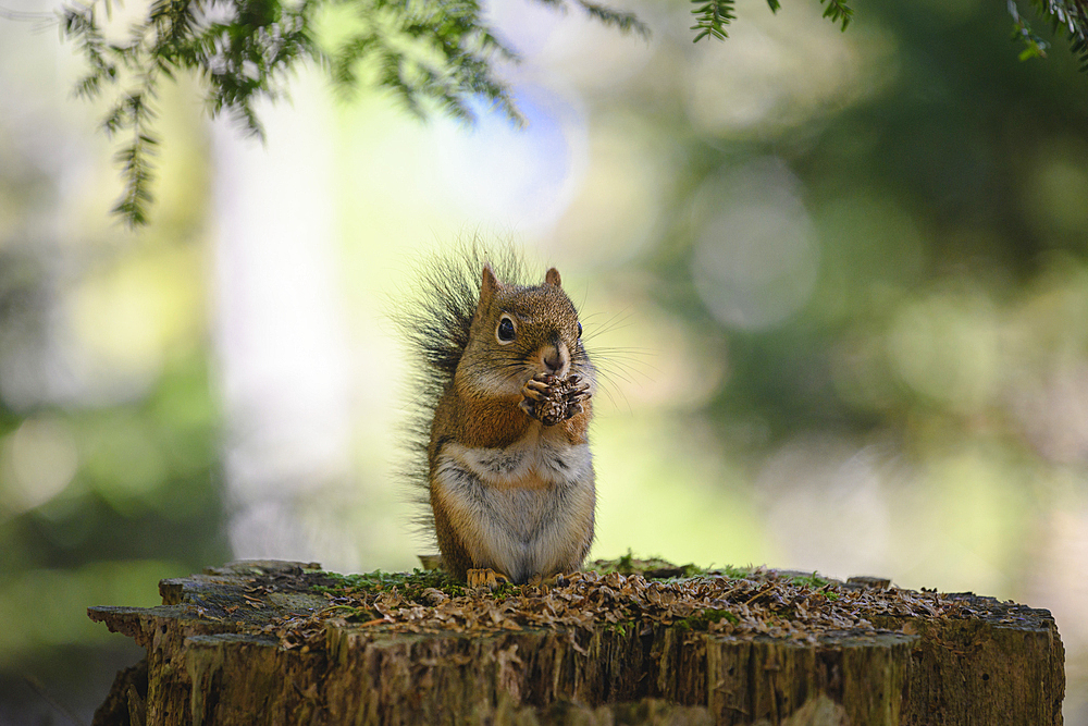 Red squirrel (Tamiasciurus hudsonicus), Nova Scotia, Canada