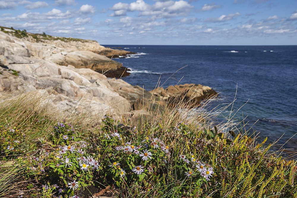 Rocky Shoreline at Duncan's Cove Nature Reserve, Nova Scotia, Canada