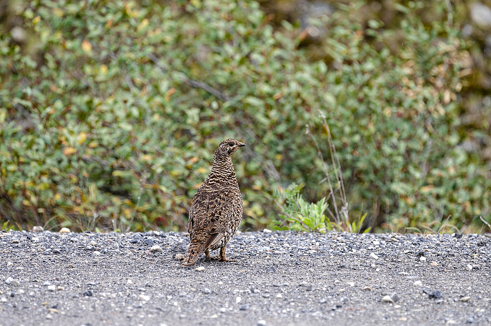 Spruce Grouse (Canachites canadensis) in dense Canadian wilderness, Canadian Rocky Mountains, Alberta, Canada, North America