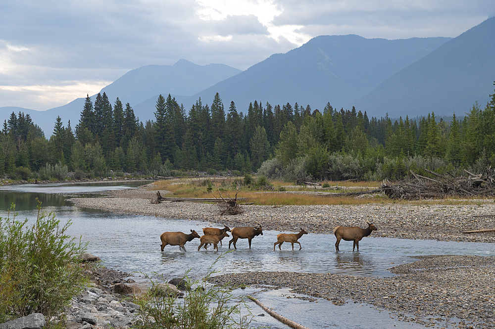 Elk crossing the Bow River, Canadian Rockies, Alberta, Canada, North America