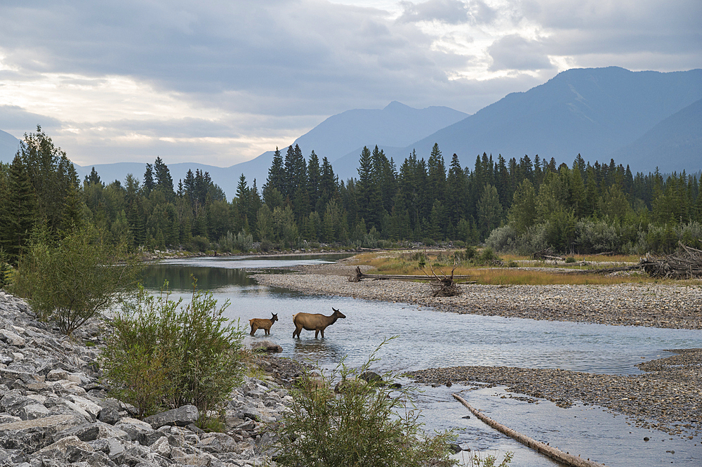 Elk crossing the Bow River, Canadian Rockies, Alberta, Canada, North America