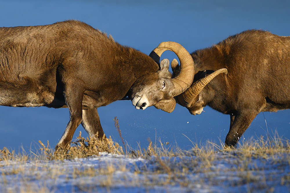 Rocky mountain bighorn rams headbutting (ovis canadensis) during the rut (mating) season, Jasper National Park, UNESCO World Heritage Site, Alberta, Canadian Rockies, Canada, North America