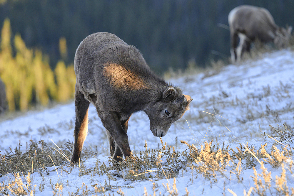 Rocky mountain bighorn sheep (Ovis canadensis) lamb on a wintry mountain, Jasper National Park, UNESCO World Heritage Site, Alberta, Canadian Rockies, Canada, North America