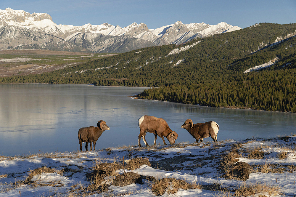 Rocky mountain bighorn rams (ovis canadensis) during the rut (mating) season, Jasper National Park, UNESCO World Heritage Site, Alberta, Canadian Rockies, Canada, North America