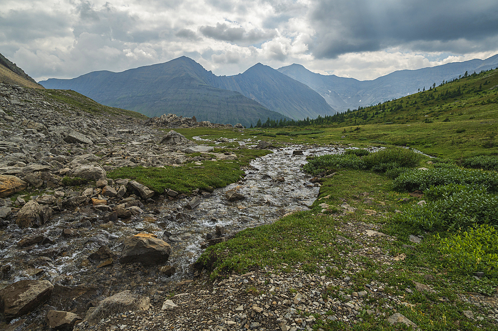 Alpine creek flowing through wildflower meadows along the Ptarmigan Cirque Trail in summer, Mount Arethusa, Kananaskis Country, Alberta, Canadian Rockies, Canada, North America