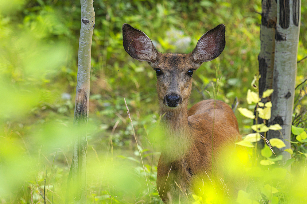 Mule Deer Doe (Odocoileus hemionus) in the summer forest, Kananaskis, Alberta, Canada, North America