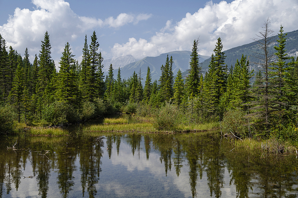 Trout Pond reflections near Picklejar Creek, Kananaskis Country, Alberta, Canadian Rockies