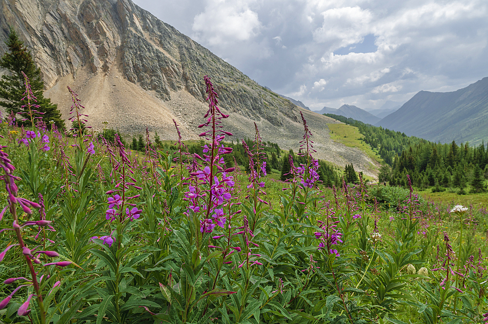 Alpine wildflower meadows with fireweed (Chamaenerion angustifolium) along the Ptarmigan Cirque Trail in summer, Kananaskis Country, Alberta, Canadian Rockies, Canada, North America