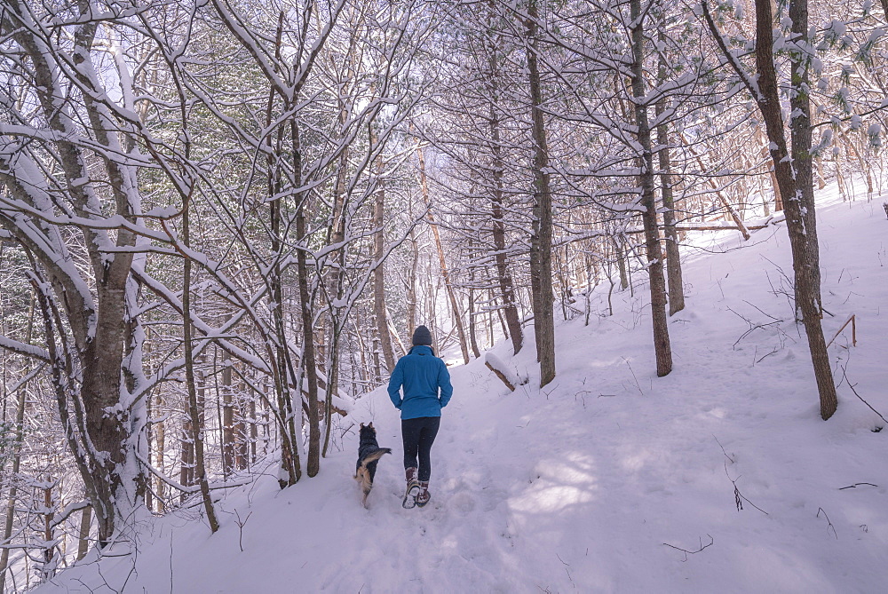 Young woman and dog walking through winter woods in the snow, United States of America, North America