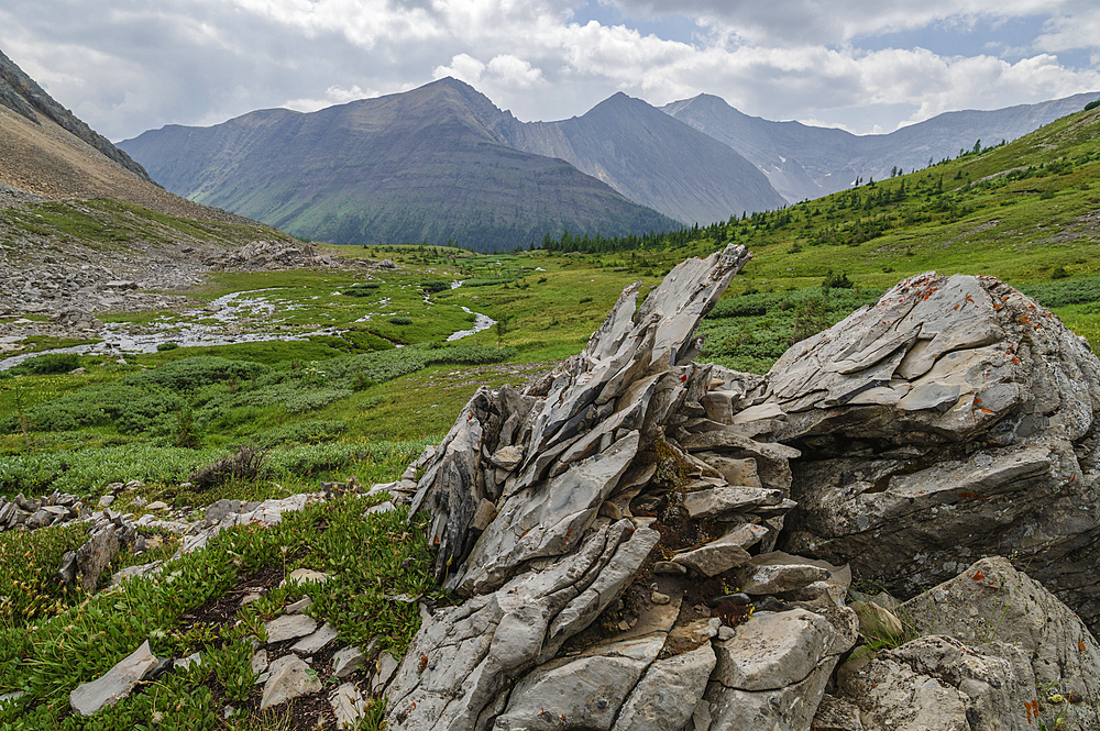 Alpine wildflower meadows along the Ptarmigan Cirque Trail in summer, Mount Arethusa, Kananaskis Country, Alberta, Canadian Rockies, Canada, North America