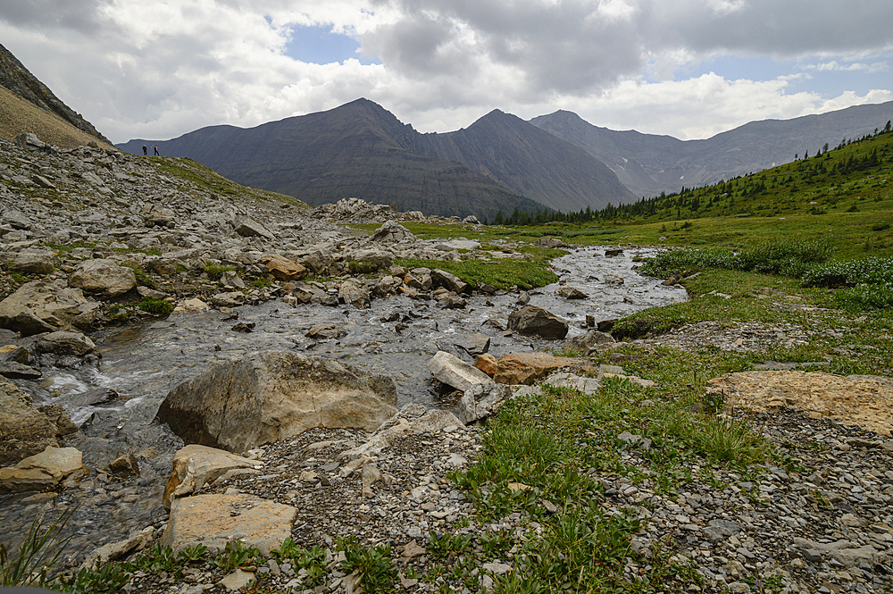 Alpine creek flowing through wildflower meadows along the Ptarmigan Cirque Trail in summer, Mount Arethusa, Kananaskis Country, Alberta, Canadian Rockies, Canada, North America