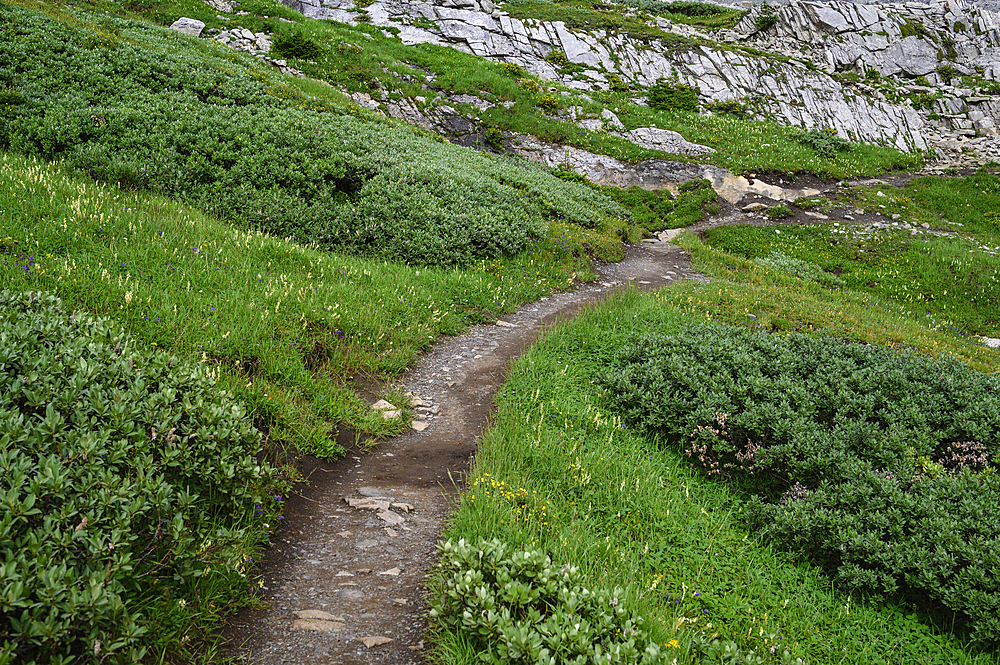 Alpine wildflower meadows along the Ptarmigan Cirque Trail in summer, Kananaskis Country, Alberta, Canadian Rockies