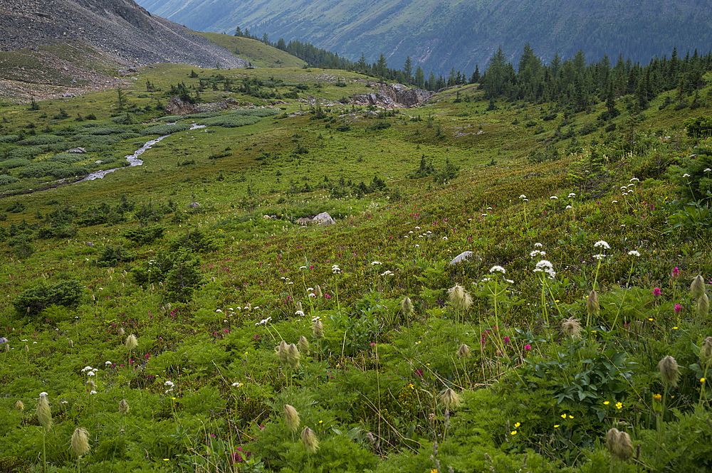 Alpine wildflower meadows along the Ptarmigan Cirque Trail in summer, Kananaskis Country, Alberta, Canadian Rockies, Canada, North America