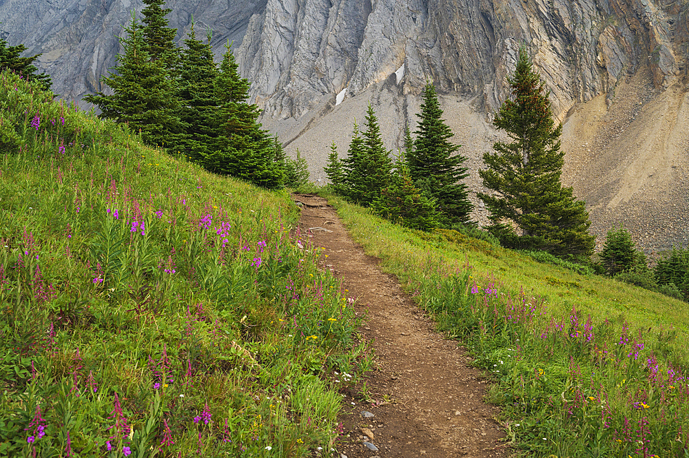 Alpine wildflower meadows with fireweed (Chamaenerion angustifolium) along the Ptarmigan Cirque Trail in summer, Kananaskis Country, Alberta, Canadian Rockies, Canada, North America