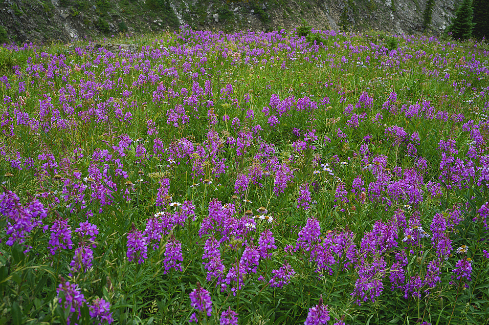 Alpine wildflower meadows with fireweed (Chamaenerion angustifolium) along the Ptarmigan Cirque Trail in summer, Kananaskis Country, Alberta, Canadian Rockies, Canada, North America