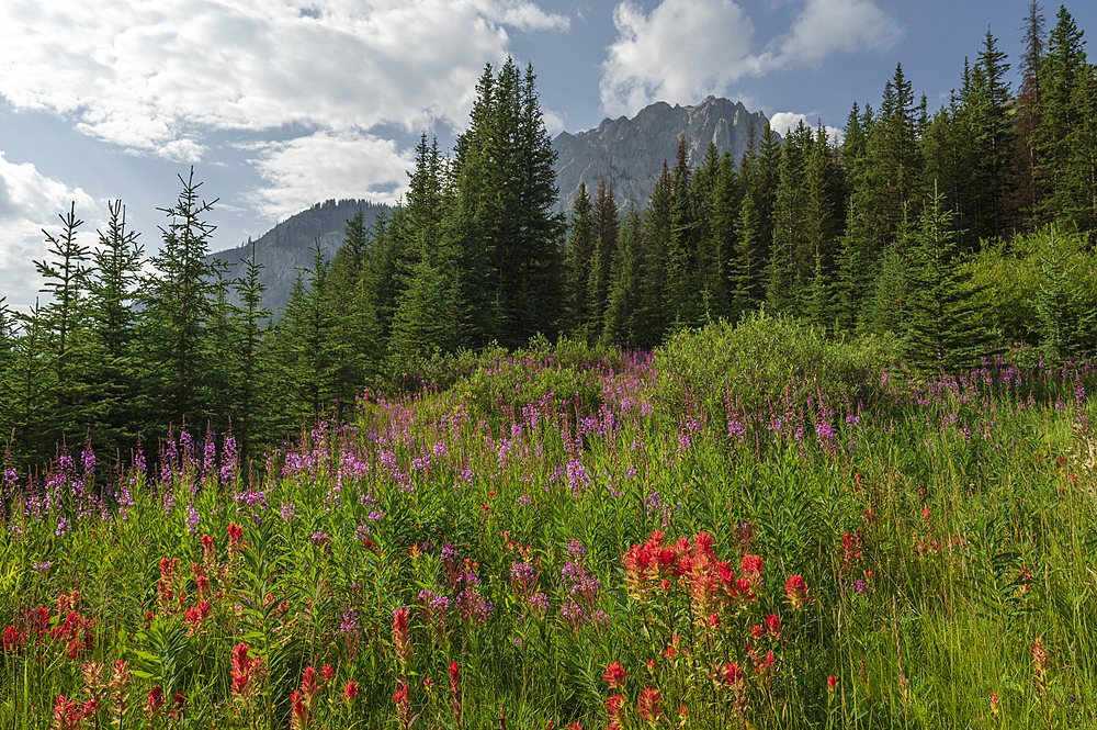 Wildflowers in an alpine meadow, Alpine Paintbrush, Fireweed, Canadian Rockies, Alberta, Canada, North America