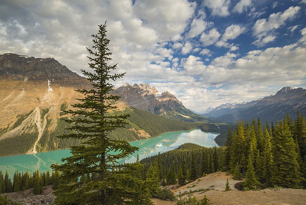 Wide view of Peyto Lake, Banff National Park, UNESCO World Heritage Site, Alberta, Rocky Mountains, Canada, North America