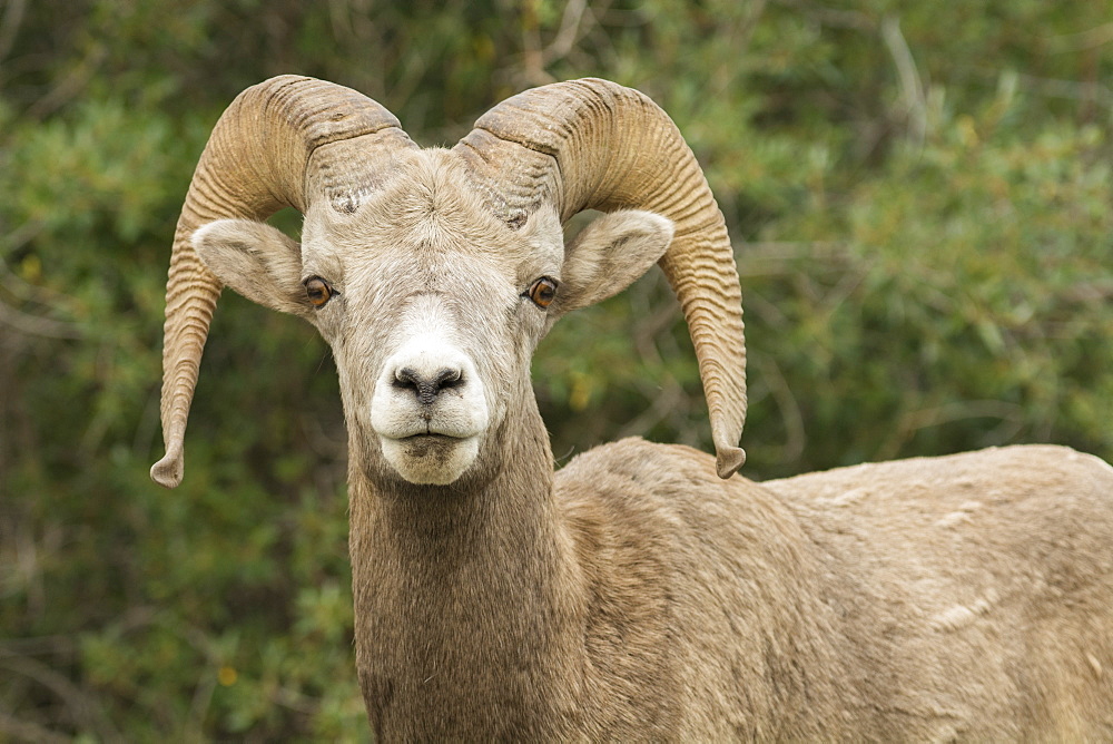 Close up of a wild Rocky Mountain Bighorn Sheep (Ovis canadensis), Jasper National Park, Canada, North America