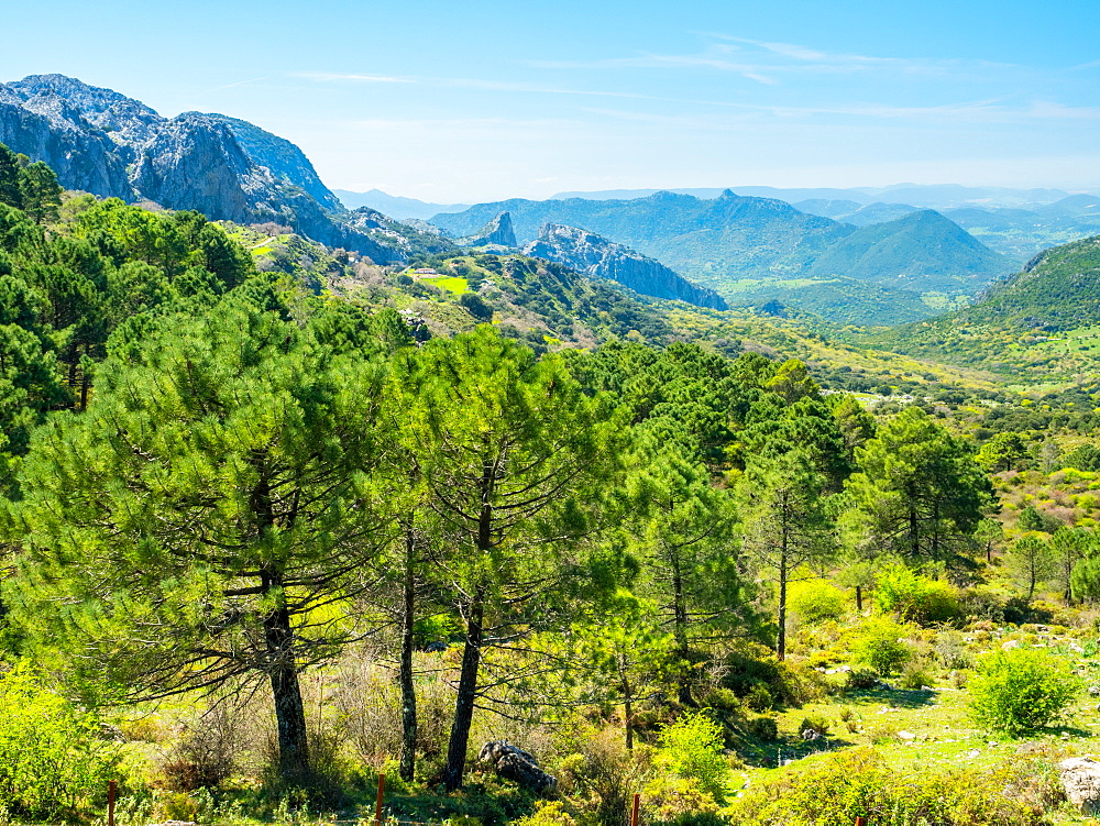 Sierra de Grazalema, Andalucia, Spain, Europe