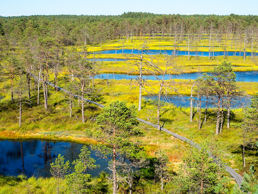 Viru bog, Lahemaa National Park, Estonia, Baltics, Europe