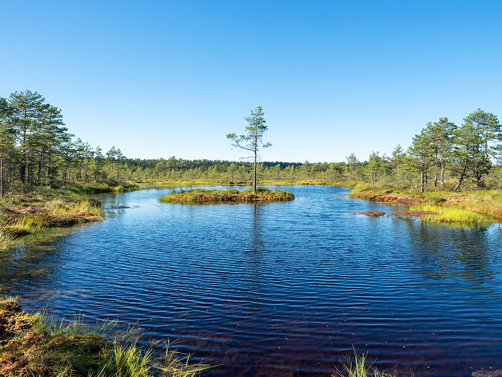 Viru bog, Lahemaa National Park, Estonia, Baltics, Europe