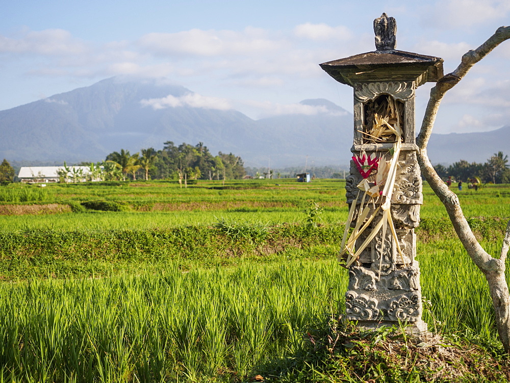 Rice paddies with shrine and Mount Batukaru, Bali, Indonesia, Southeast Asia, Asia