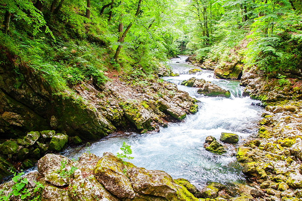 Radovna River flowing through Vintgar Gorge, near Bled, Slovenia, Europe