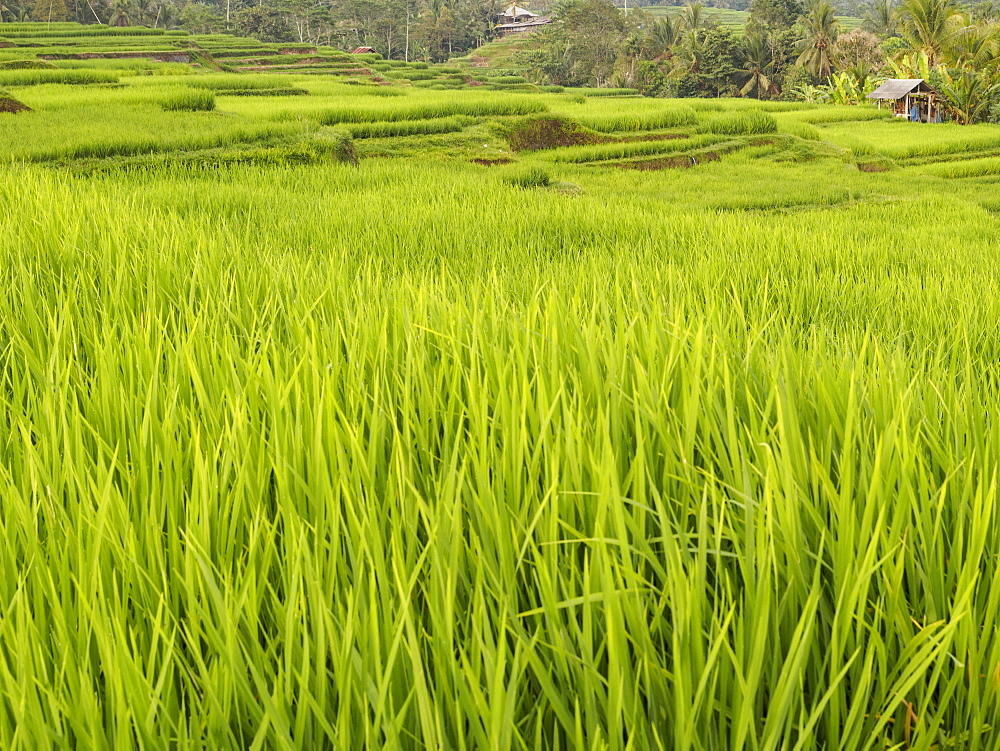 Rice paddies, Bali, Indonesia, Southeast Asia, Asia