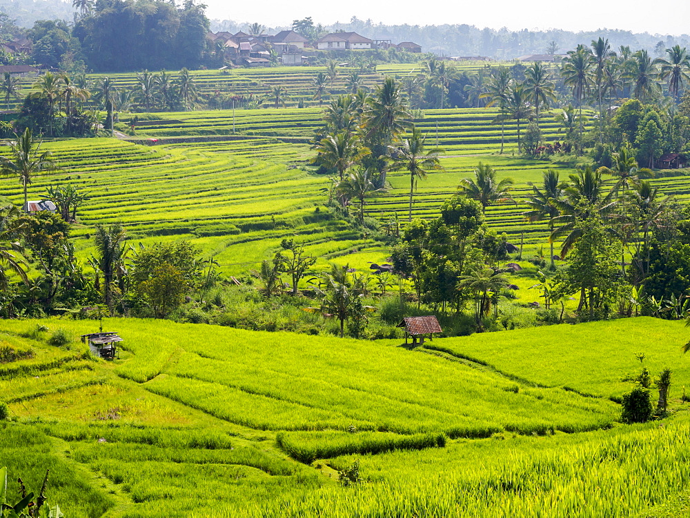 Rice terraces, Bali, Indonesia, Southeast Asia, Asia