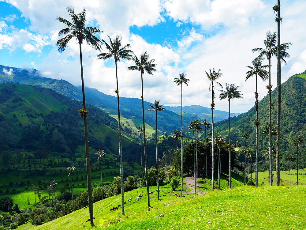 Towering wax palms, Valle de Corcora, near Salento, Colombia, South America