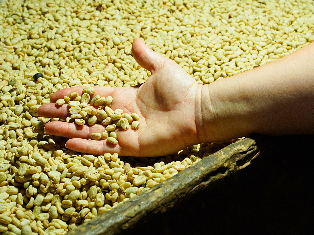 Processed coffee beans in a drying oven, Hacienda Guayabal, near Manizales, Coffee Region, Colombia, South America