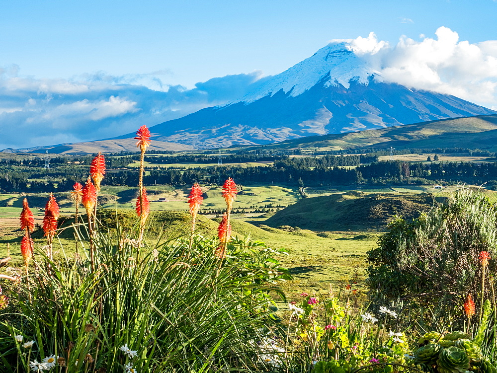 Cotopaxi volcano with orange torch lilies (kniphofia) in foreground, Andes mountains, Ecuador, South America