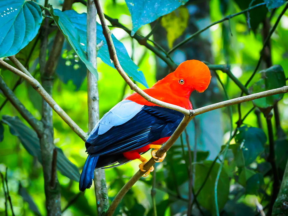 Andean cock-of-the-rock, Jardin, Antioquia, Colombia, South America