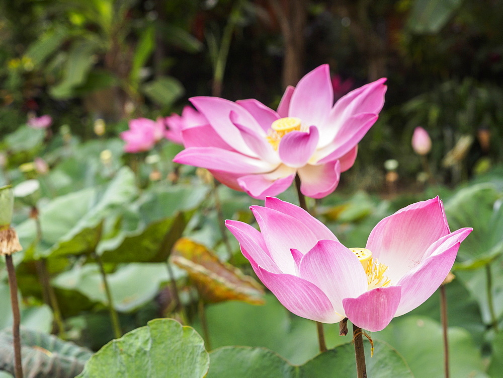 Pink lotus, Bali, Indonesia, Southeast Asia, Asia