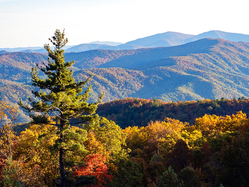 Autumn view of the mountains from the Blue Ridge Parkway, Appalachia, North Carolina, United States of America, North America