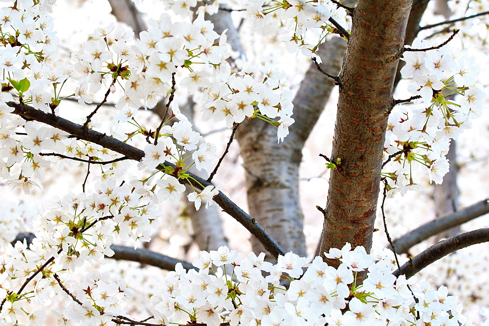 Cherry blossoms, Washington, DC, United States of America, North America