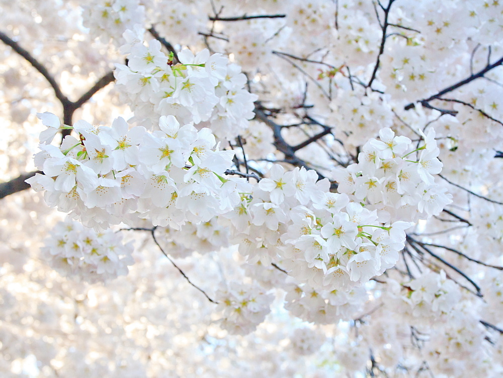 Cherry blossoms, Washington, DC, United States of America, North America