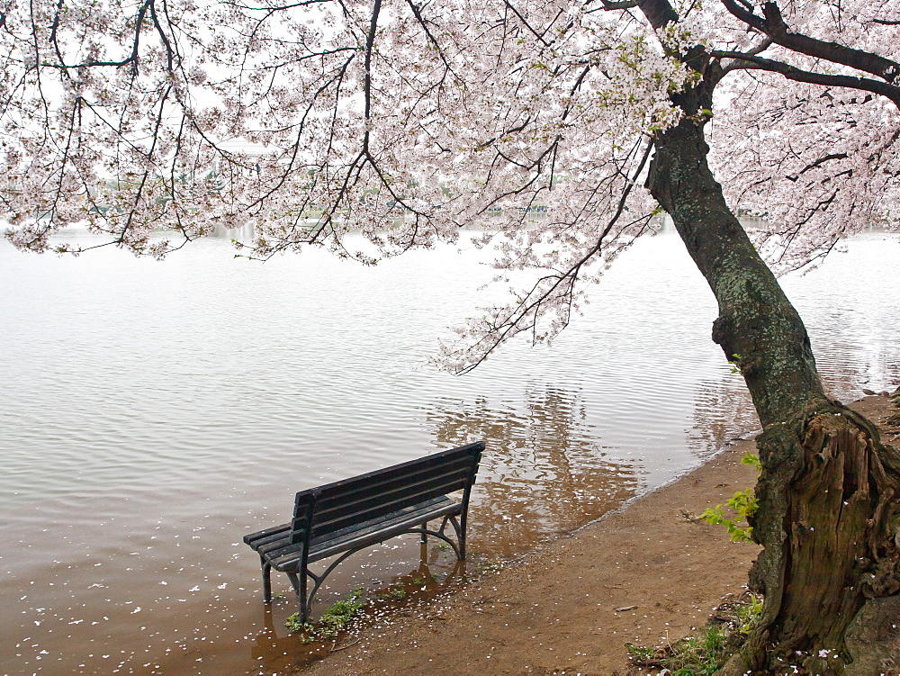 Cherry blossoms and Tidal Basin, Washington, DC, United States of America, North America