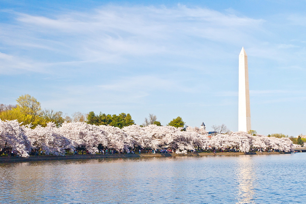 Cherry blossoms and Washington Monument, Washington, DC, United States of America, North America