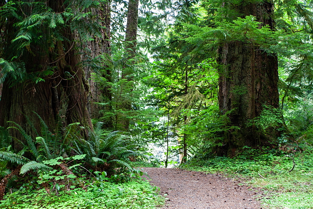 Forest path, Olympic National Park, UNESCO World Heritage Site, Washington State, United States of America, North America