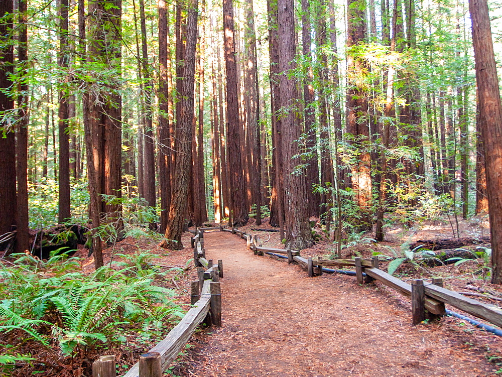 Path among California redwoods, Armstrong Woods State Park, near Guerneville, California, United States of America, North America