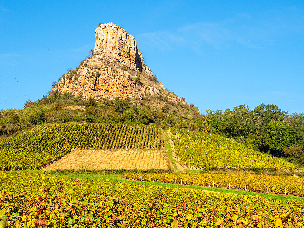 Grape vines in autumn at the foot of the Rock of Solutre, Saone-et-Loire, Burgundy, France, Europe