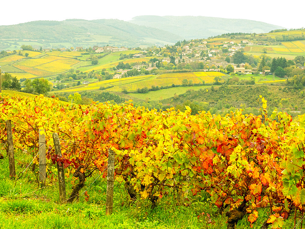 Vineyards in the rolling countryside near the city of Macon, Burgundy, France, Europe