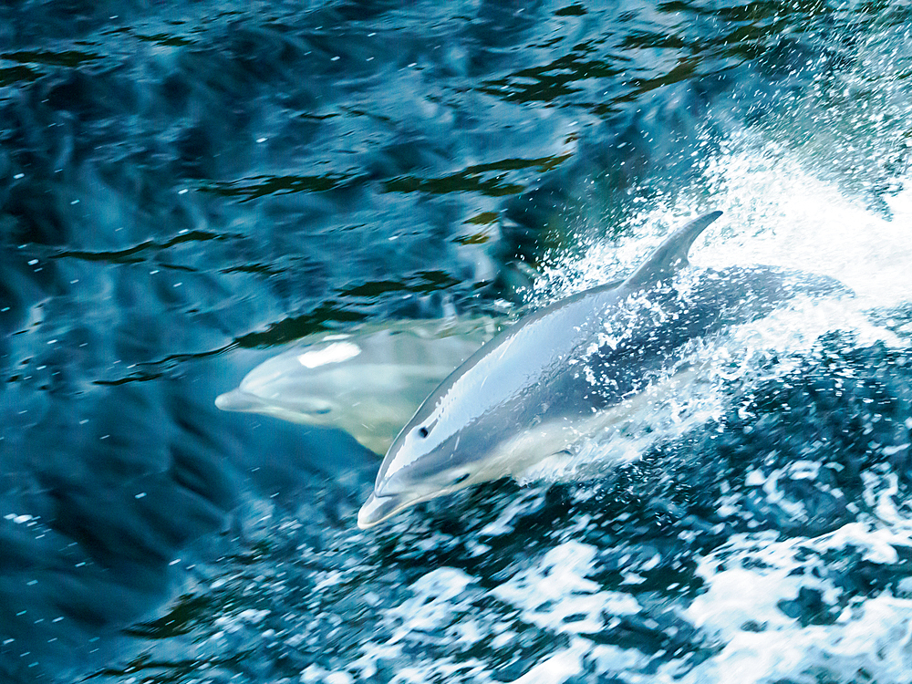 Dolphins in Doubtful Sound, Fiordland National Park, Te Wahipounamu, UNESCO World Heritage Site, South Island, New Zealand, Pacific