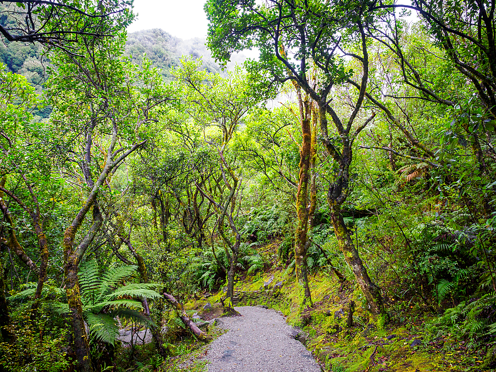 Mossy, ferny forest at the Franz Josef Glacier Walk, Southern Alps, South Island, New Zealand, Pacific