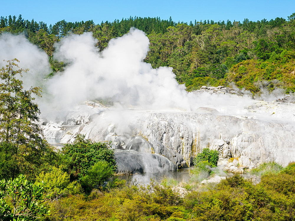 Geyser and steam vents at Te Puia, Gisborne District, North Island, New Zealand, Pacific