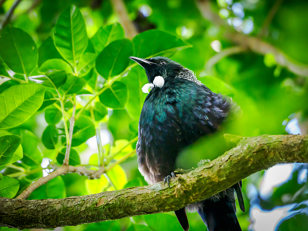 The tui, a beautiful mockingbird-like songbird, at Tiritiri Matangi island sanctuary, Hauraki Gulf, North Island, New Zealand, Pacific