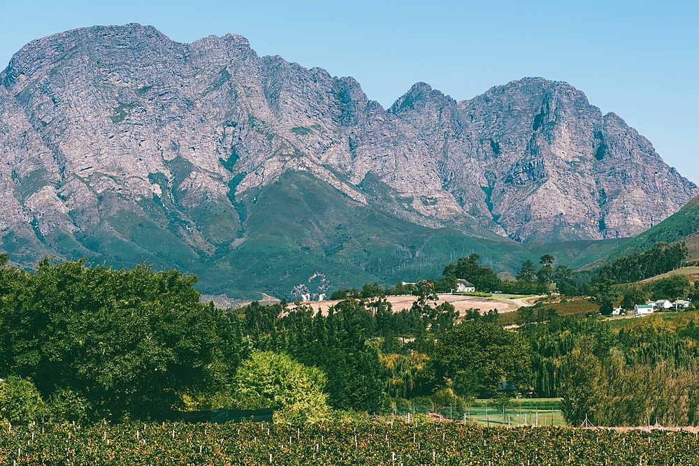 Trails through flowers and wildlife at Mont Rochelle Nature Reserve with views over Franschhoek Valley and Franschhoek, a town with centuries-old vineyards and Cape Dutch architecture, Franschhoek, Western Cape, South Africa, Africa