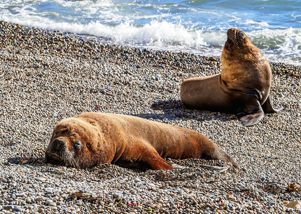 South American Sea Lions (Otaria flavescens), males, Punta Ninfas, Atlantic Coast, Chubut Province, Patagonia, Argentina, South America