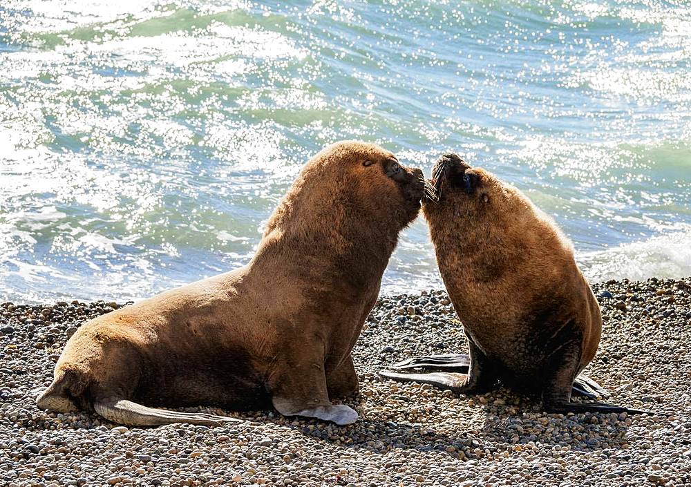 South American Sea Lions (Otaria flavescens), males, Punta Ninfas, Atlantic Coast, Chubut Province, Patagonia, Argentina, South America